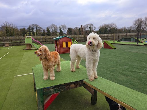 Little Lodgers Boutique Boarding & Doggy Daycare listing image