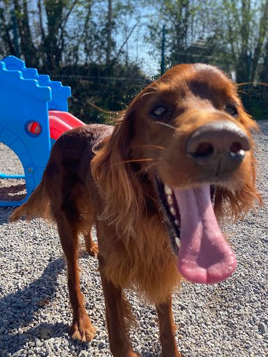 Lola’s Boarding Kennels listing image