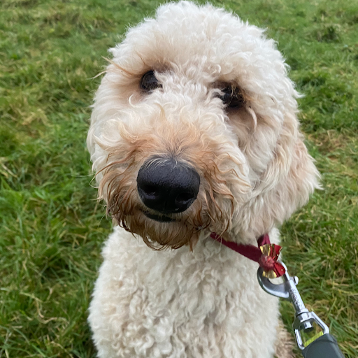 Longhill Dog Kennels & Cattery listing image