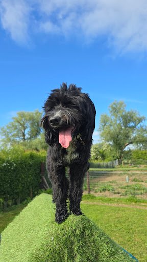 Lough Gur Dog Grooming & Daycare listing image