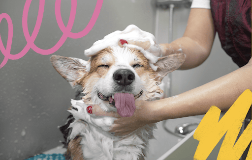 Lucky Dog Grooming listing image