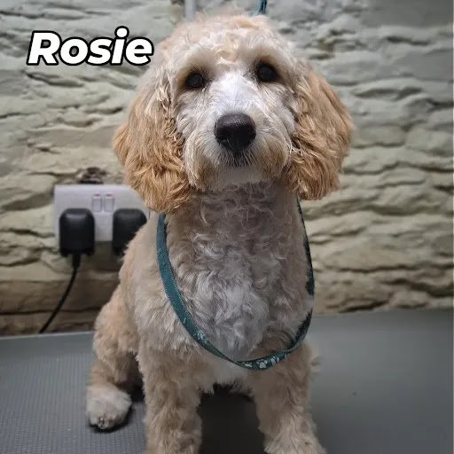 Macroom Dog Groomers listing image