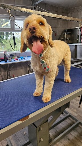 Madra Motel Boarding Kennels listing image