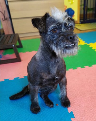 Make Your Dog Smile listing image