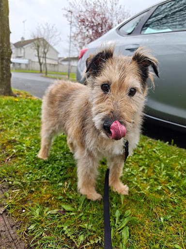 Maxi Zoo Mullingar listing image