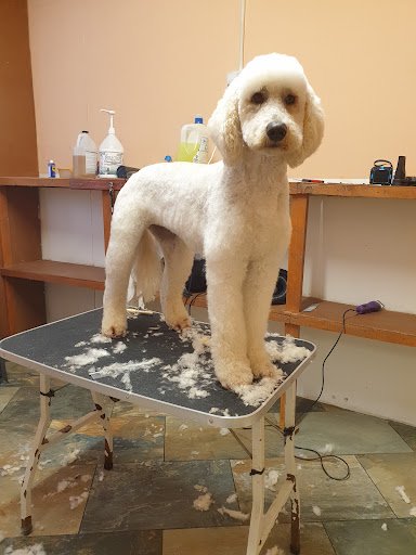 Dog grooming directory preview