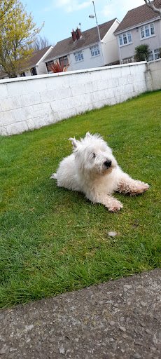 Michael's Dog Grooming listing image