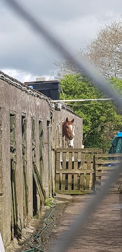 Millshe Kennels and Cattery listing image