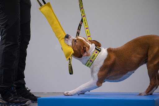 Modogo listing image