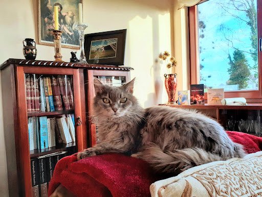 Moggie Motel listing image