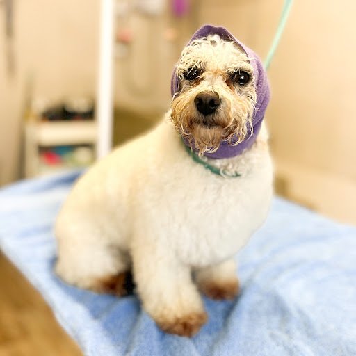 Moondog Art & Grooming listing image