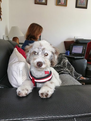 Moulin Pooch Dog Grooming listing image
