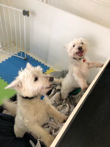 Moyvalley Pet Hotel listing image
