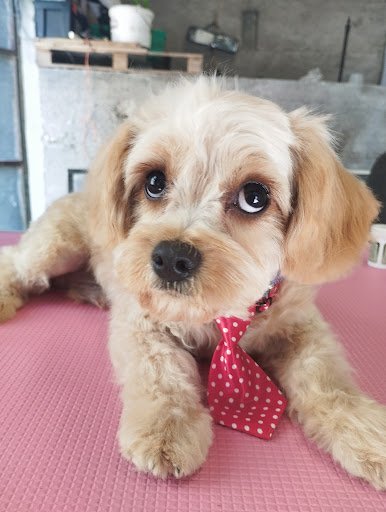 MS Ruby Dog Grooming listing image