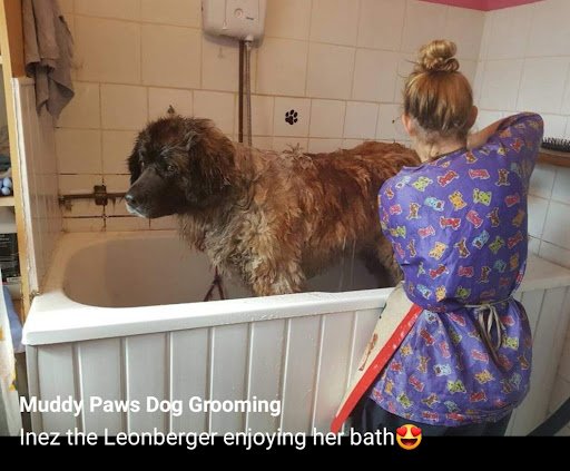 Muddy Paws Dog Grooming - Cork listing image