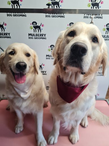 Mulberry Dog Grooming listing image