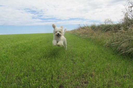 Mutlins Boarding Kennels listing image