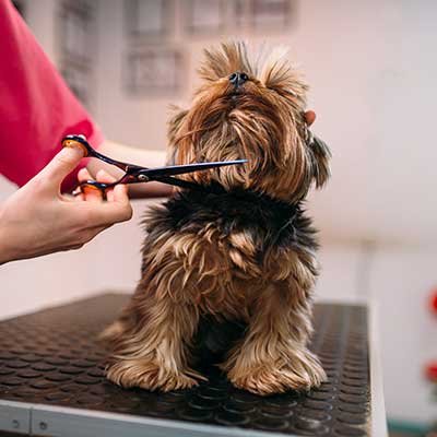 Muttz Cutz listing image