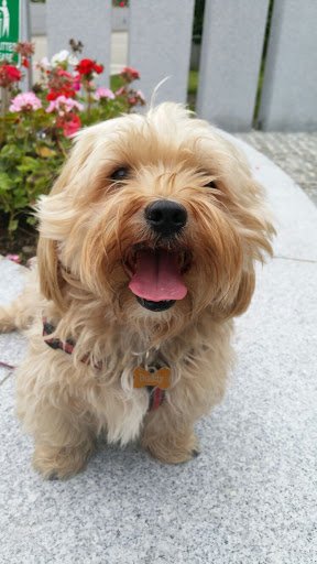 Myvet in Maynooth listing image