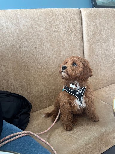 North East Dog Training Ireland listing image
