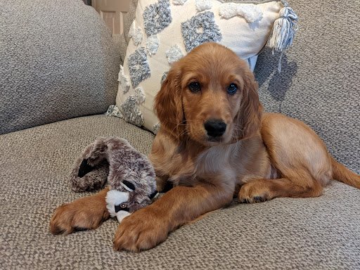 Noses & Paws listing image