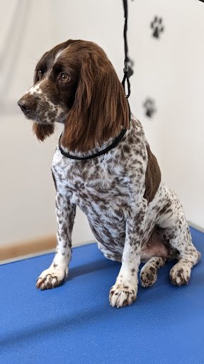 On Cloud Canine listing image