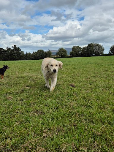Orchard Boarding Kennels listing image