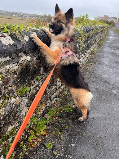 Oughterard Veterinary Surgery listing image