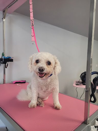 Pampered Pooch listing image