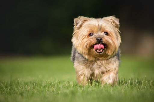 Park Your Paws Boarding Kennels listing image