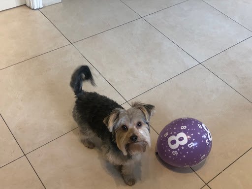 Pa's Dog Grooming listing image