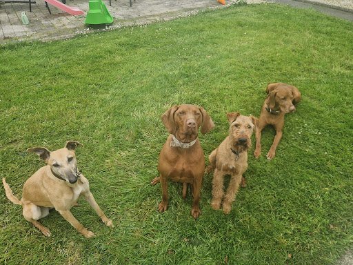 Patch’s Kennels listing image