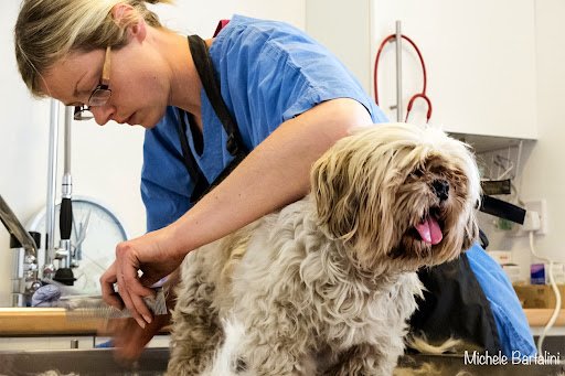 Paw Paws Vet Clinic listing image