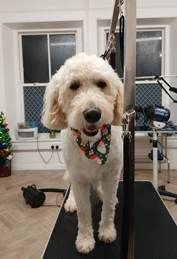 Pawlicious Pets listing image