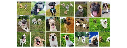 Pawpals Limerick listing image