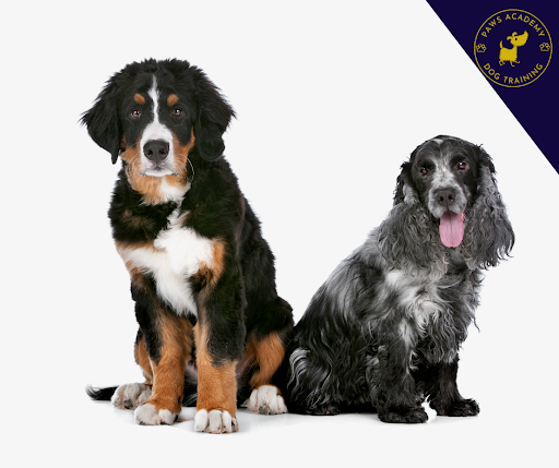 Paws Academy Dog Training listing image