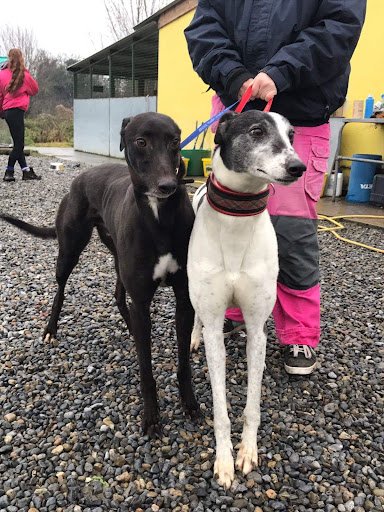 Paws Animal Rescue listing image