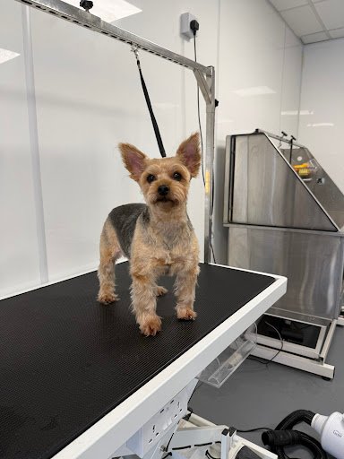 Paws Boutique Dog Grooming listing image