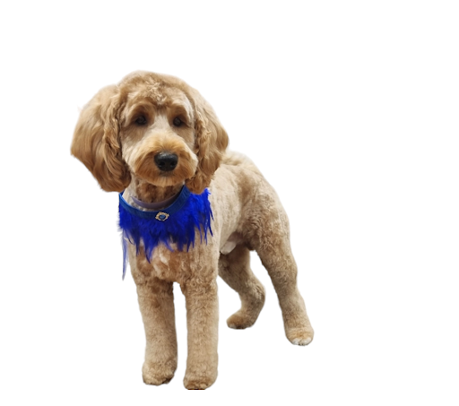 Paws in Motion Grooming listing image