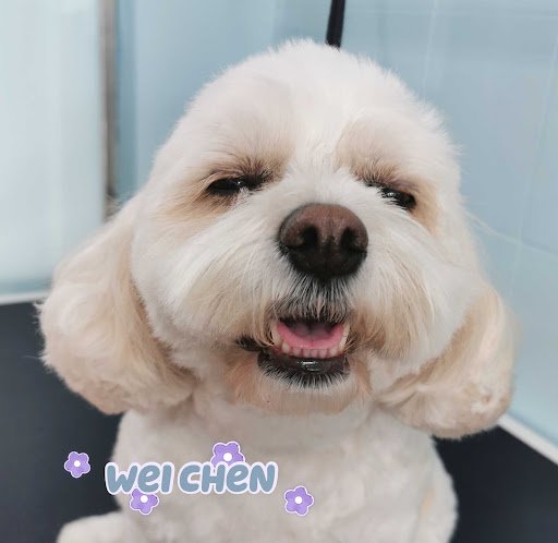 Paws Solutions Pet Grooming listing image