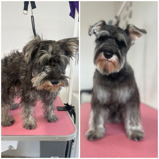 Pawsome Pooch Dog Grooming listing image
