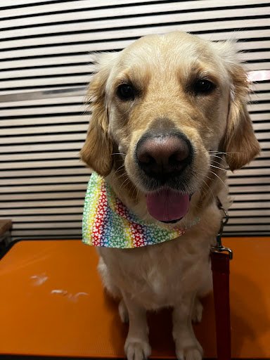 Pawsomedublindogspa listing image