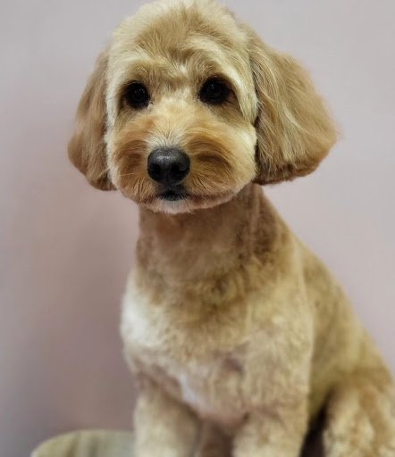 Pawsperous Dog Grooming listing image