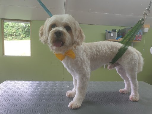 Pedros Pampered Pooches listing image