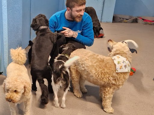 Pet Paradise listing image