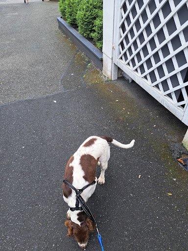 Pet Republic - Coolock listing image