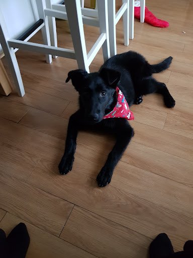 Pet Republic - Dublin - Donaghmede Rd listing image