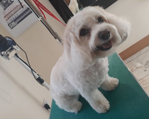 Pet Request Dog Grooming listing image