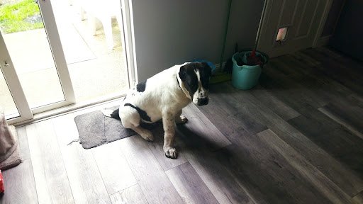 Pet Shop Boyz Cavan listing image