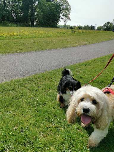 Pet Sitters Ireland - Dublin 16 listing image